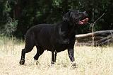 CANE CORSO 1471